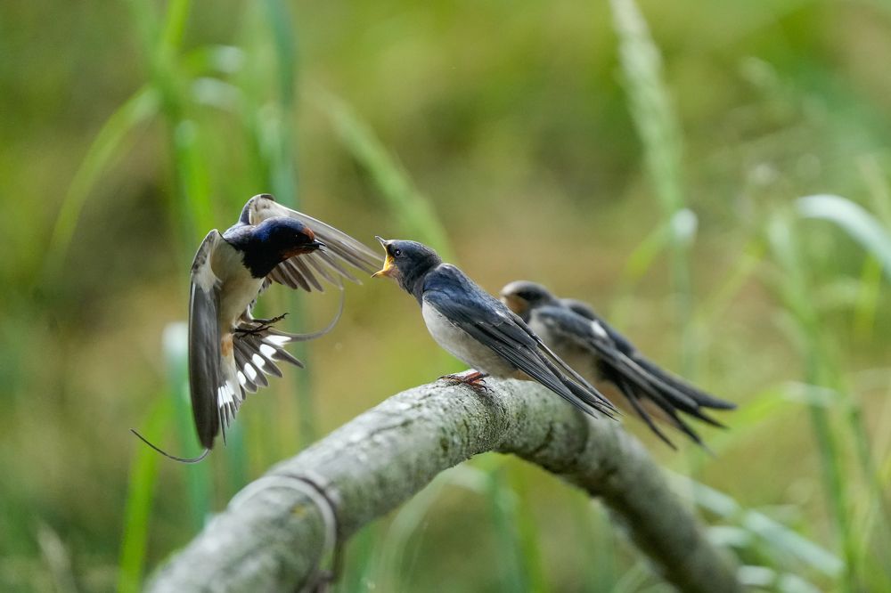 Photograph by Ольга Шугалевская