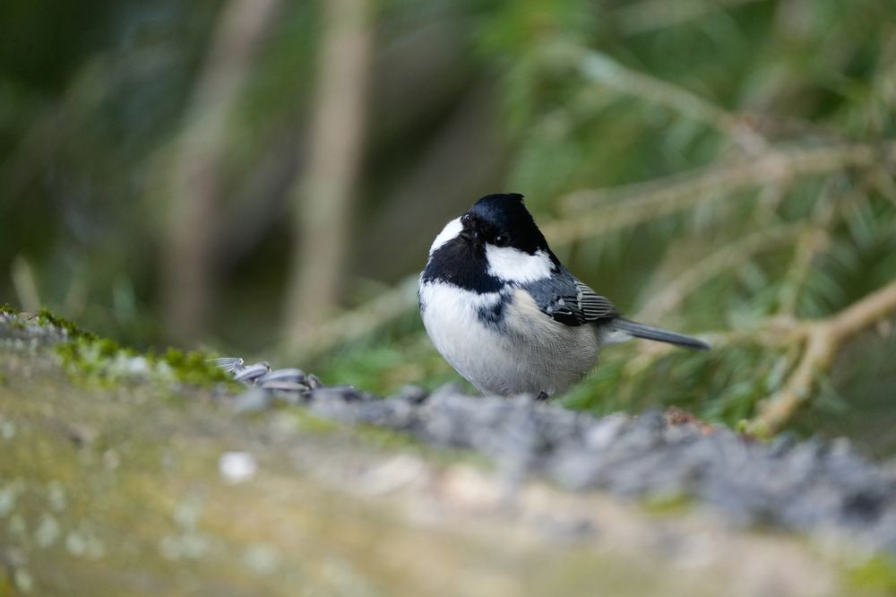 Photograph by Ольга Шугалевская