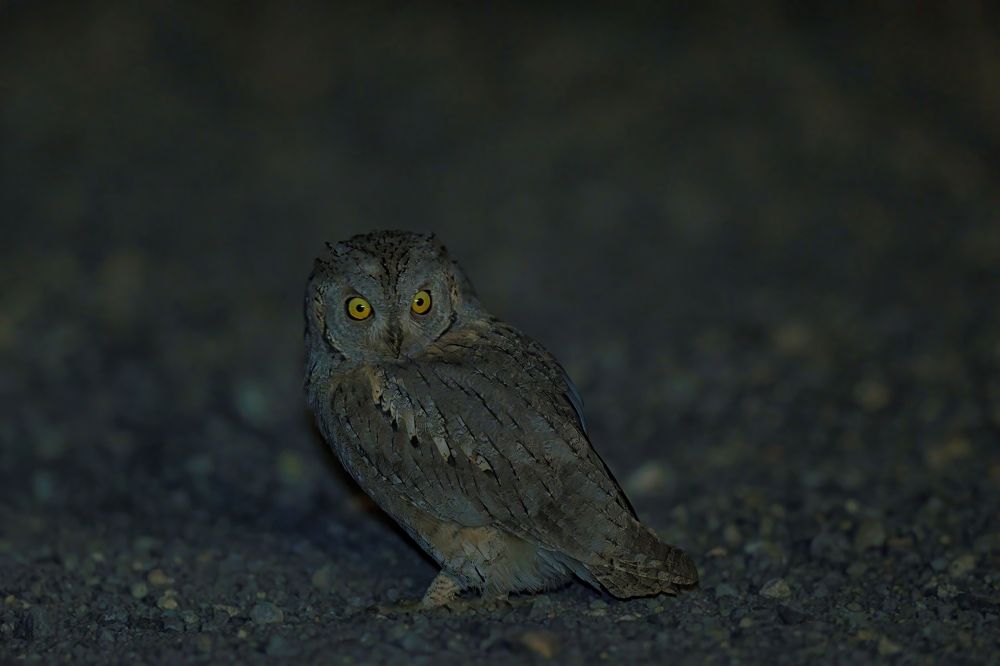 Сплюшка суровая.