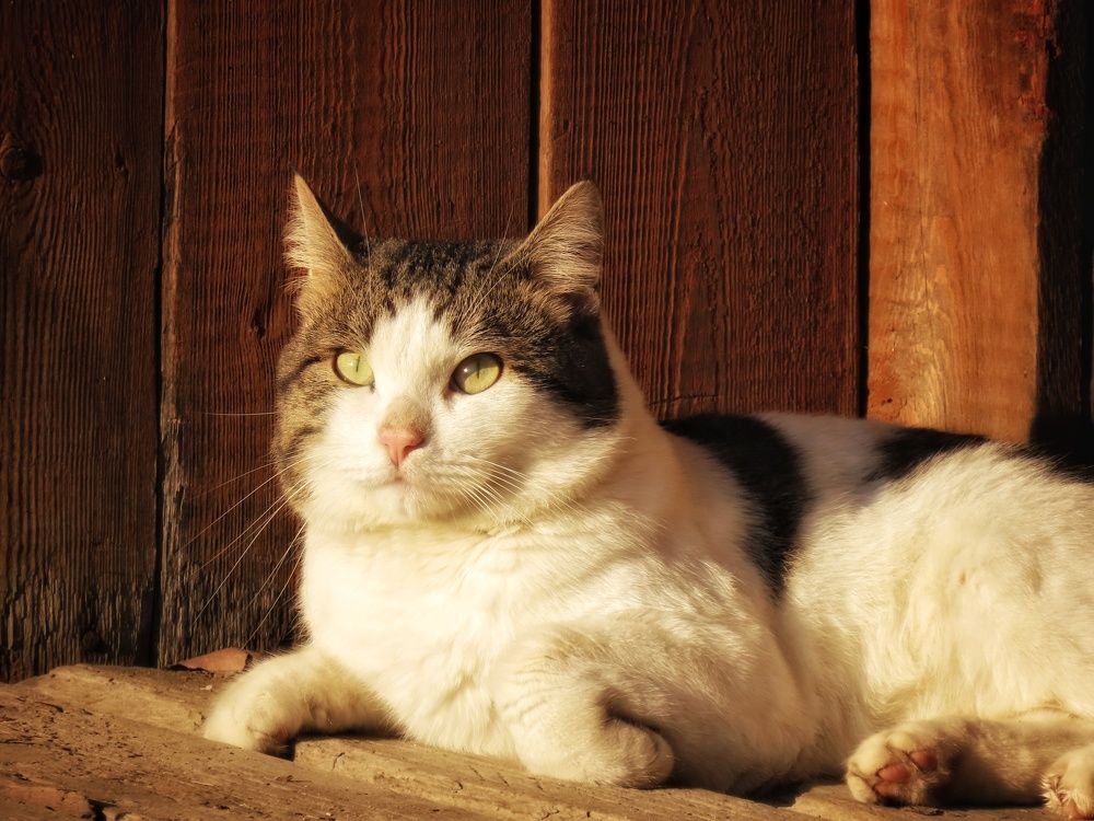 Фотография автора Екатерина Солохина