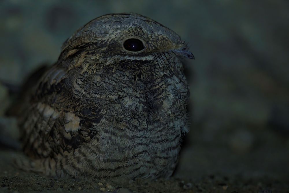 Неуловимый козодой.