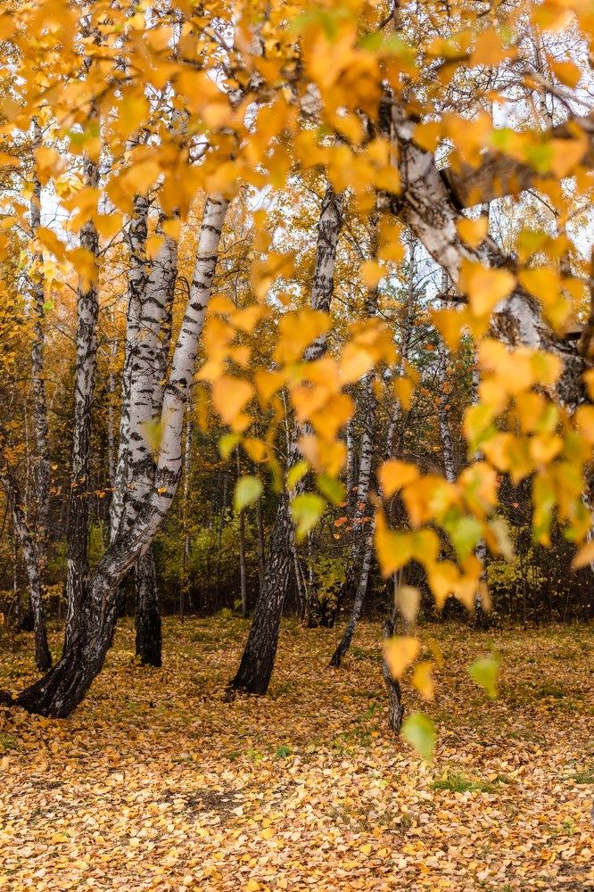 Photograph by Наталья Алина