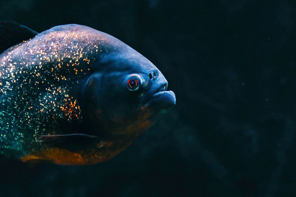 Photograph by Вероника Саратовцева