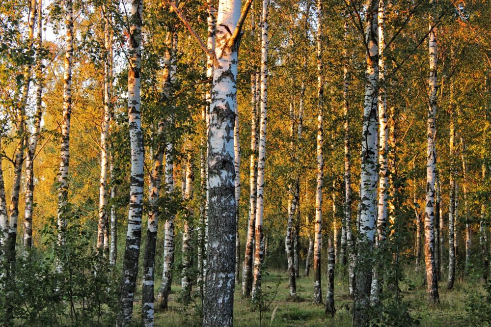 Photograph by Анна