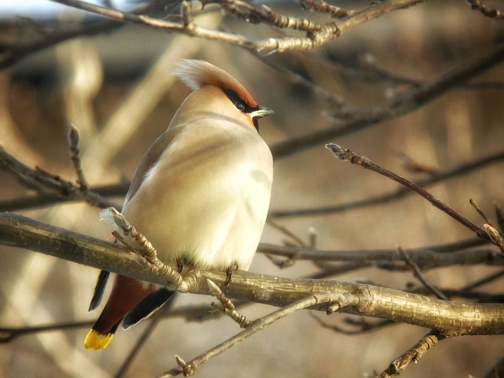 Свиристель
