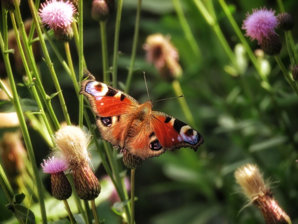 Дневной павлиний глаз