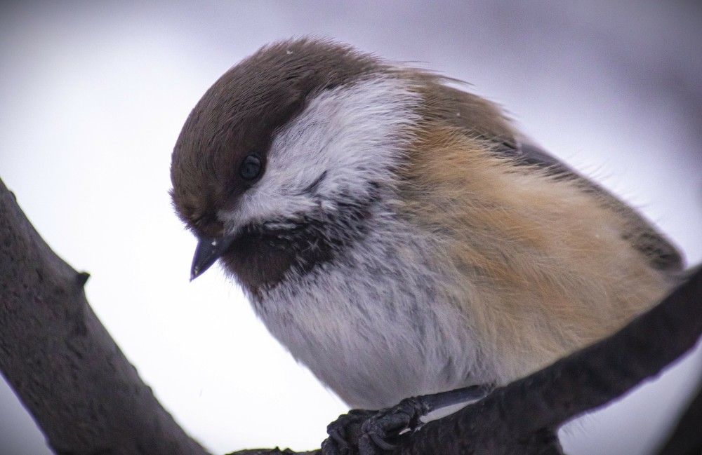 Фотография автора Светлана Терехова