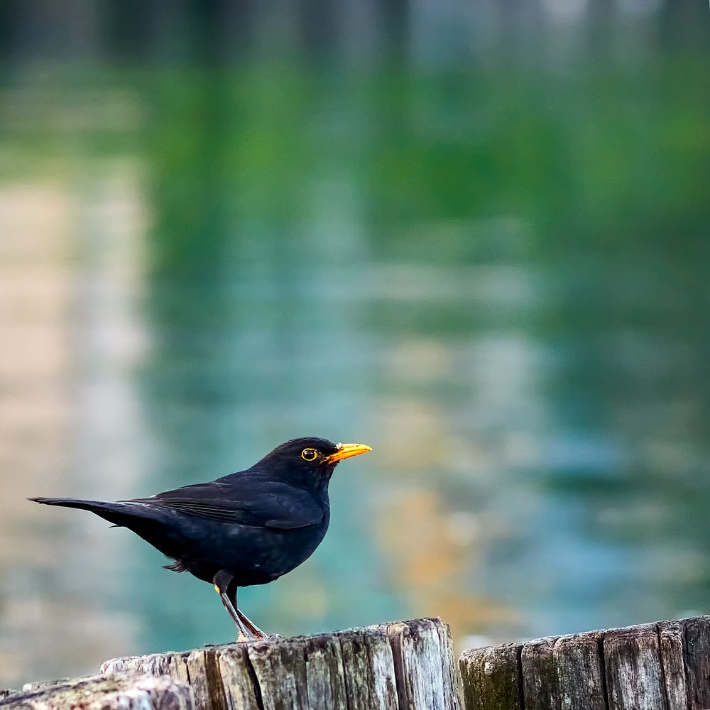 Photograph by Valentin Borsan