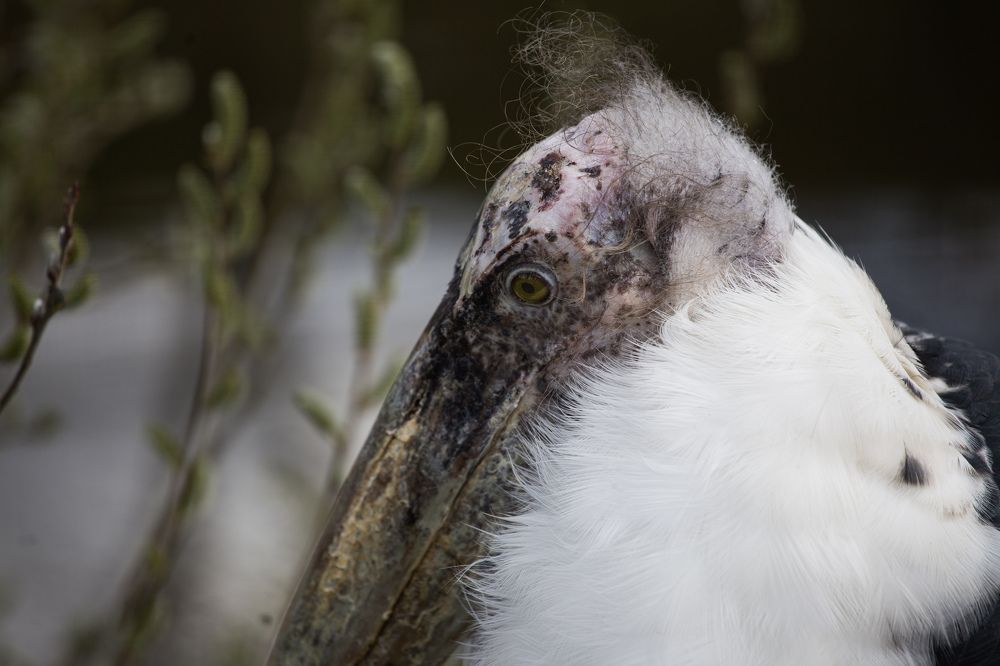 Photograph by Сергей ПЛАТОНОВ