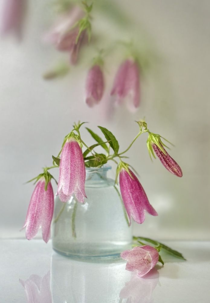 Колокольчики