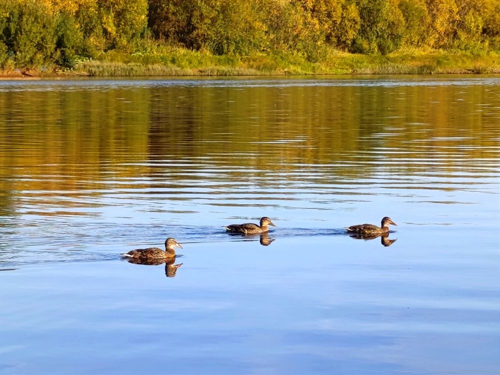 Утиная семья
