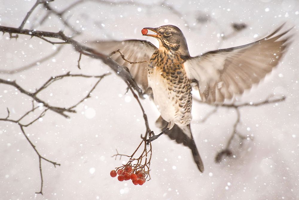Photograph by Шруб (Беляева) Татьяна