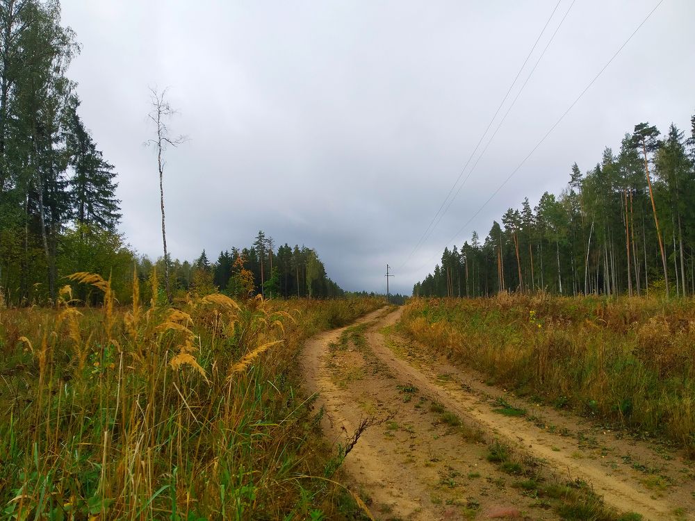 Лесная дорога