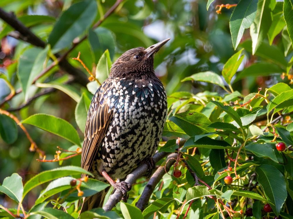 Photograph by Михаил Кинеев