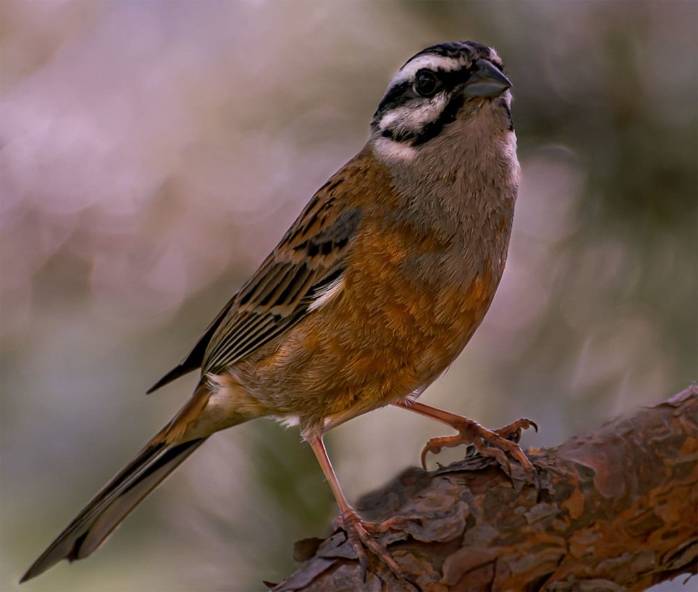 Горная овсянка