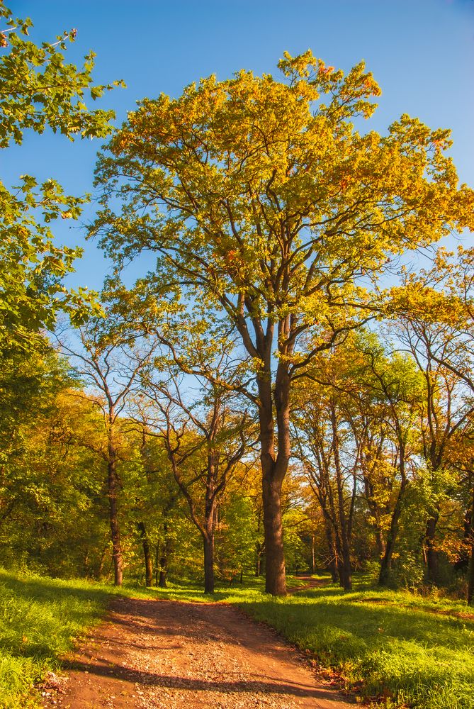 Фотография автора Дмитрий Referee
