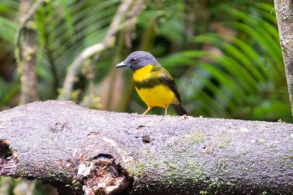 Nature’s Brushstroke: The Banded Yellow Robin