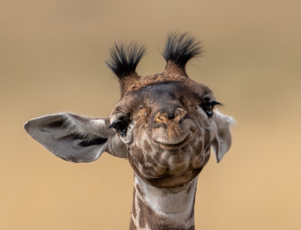 Фотография автора Rajharsha Narayanswamy Narayanswamy