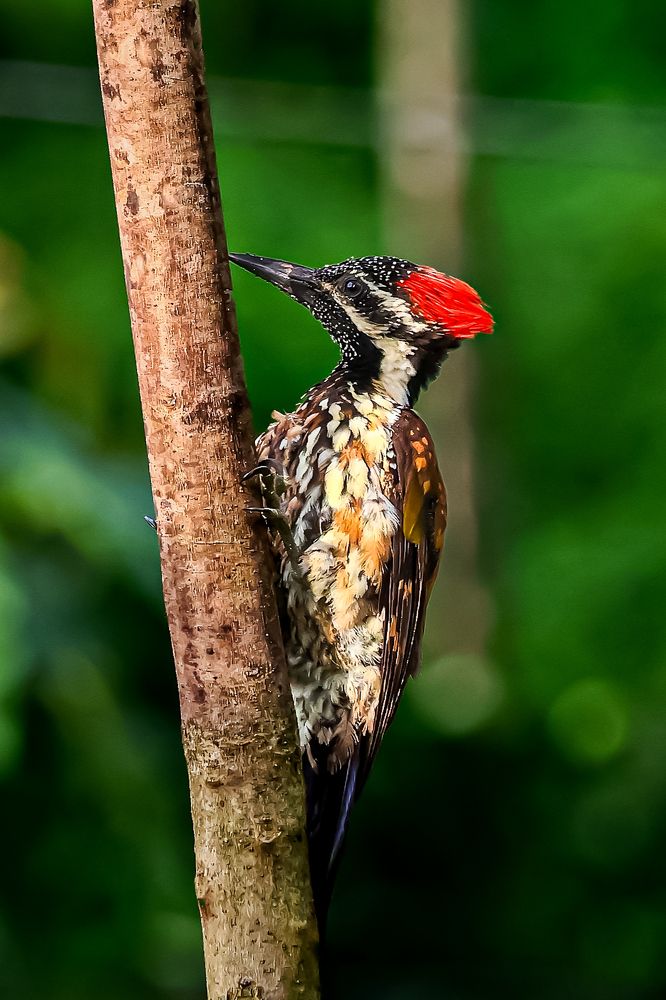 Photograph by rajani vinod