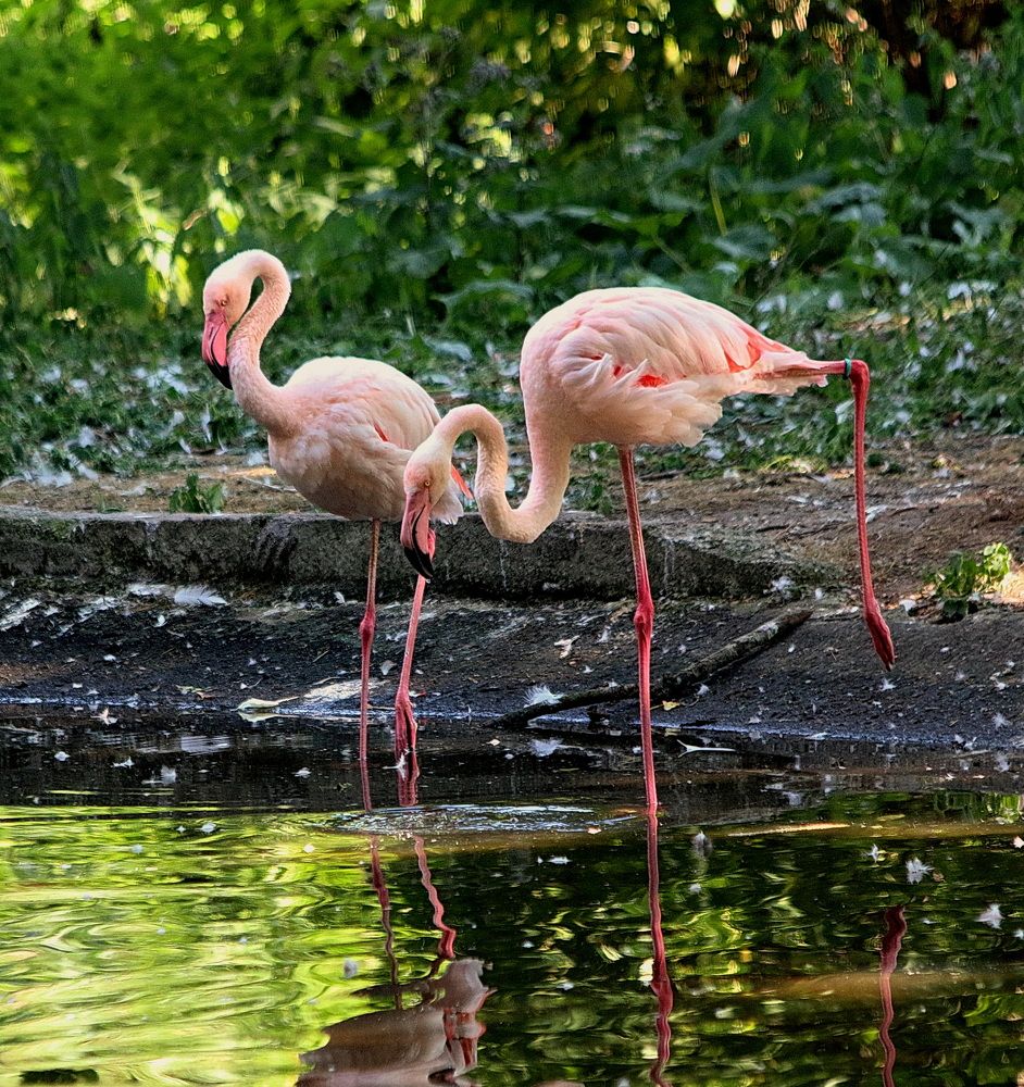 Фотография автора АЛЕКСАНДР ЦЫГЕЛЬНЮК