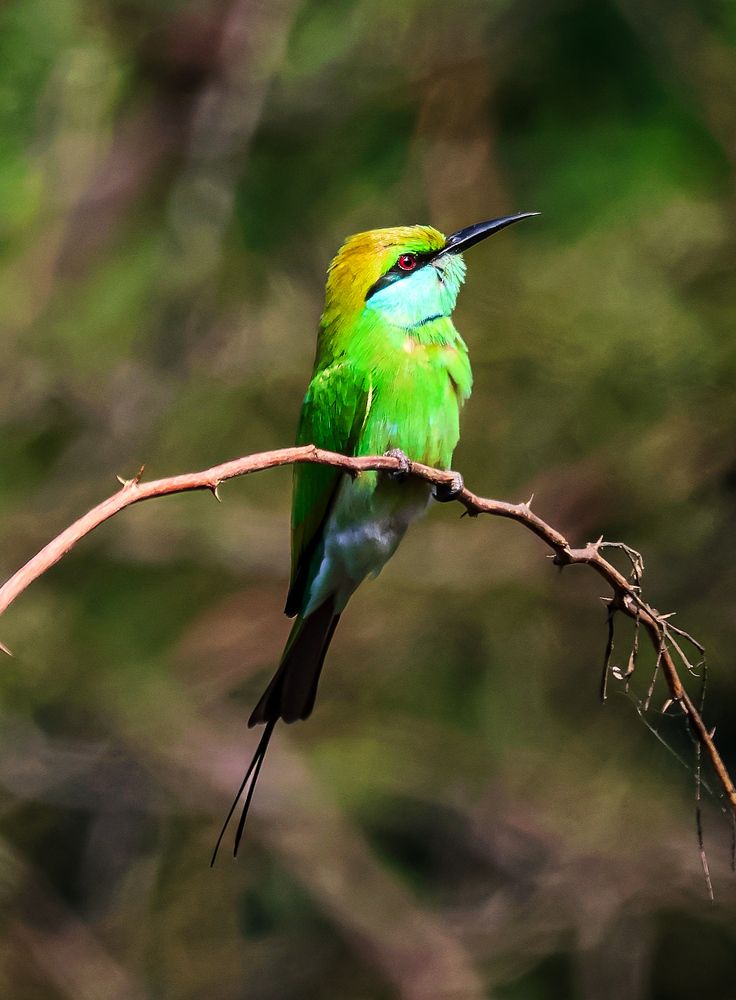 Photograph by rajani vinod