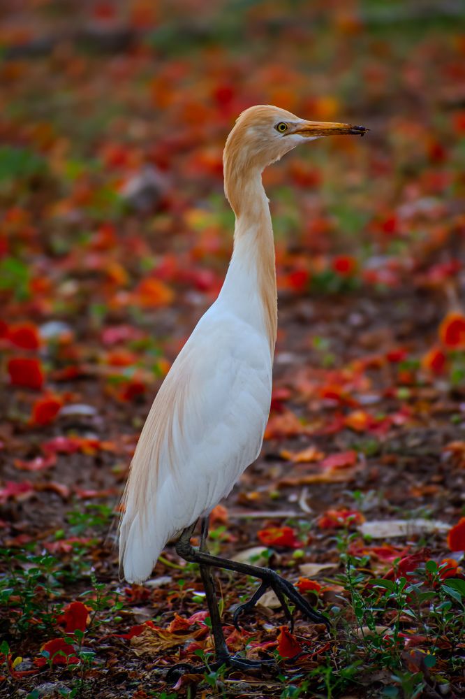 Photograph by Rehana Alpha