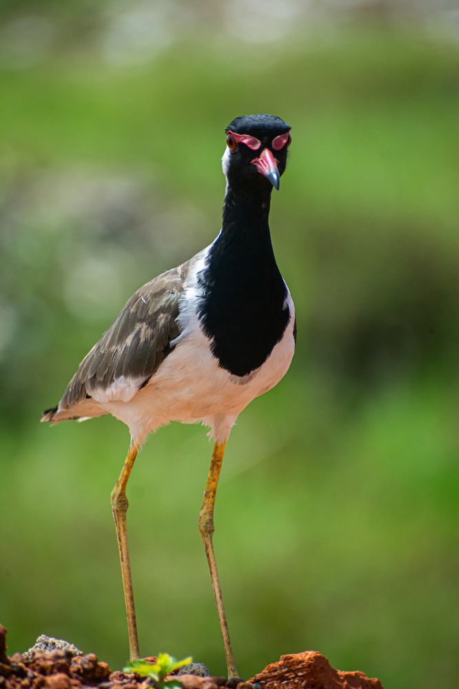 Photograph by Rehana Alpha