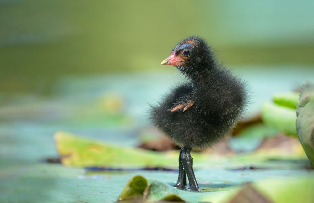 Маленькая балерина.