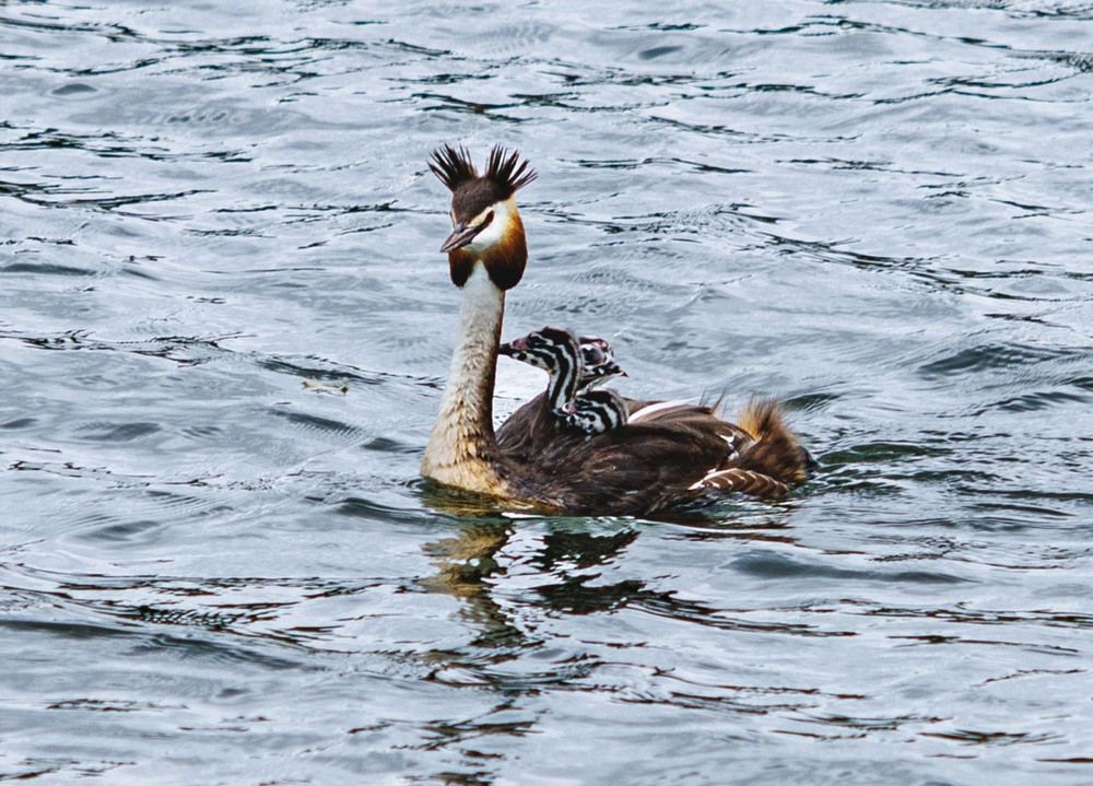 Photograph by Ольга Чибисова