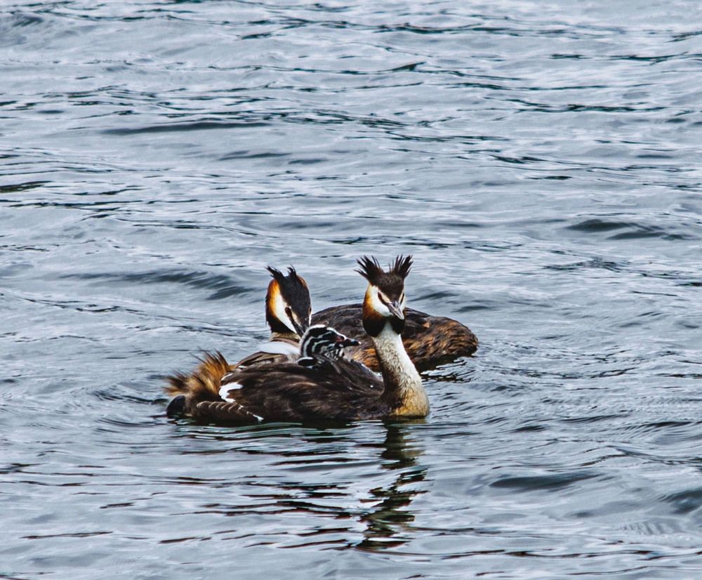 Photograph by Ольга Чибисова