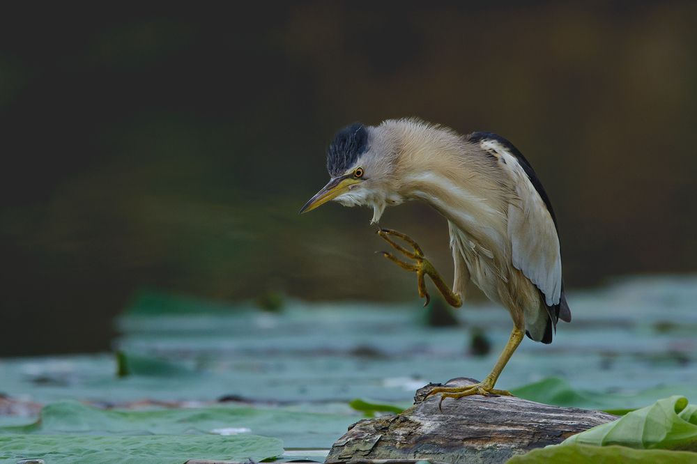 Старик Хаттабыч.