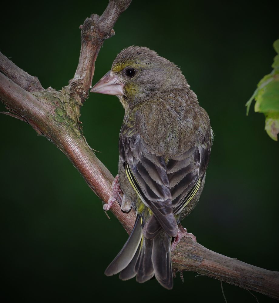 Фотография автора Сергей Гречихин