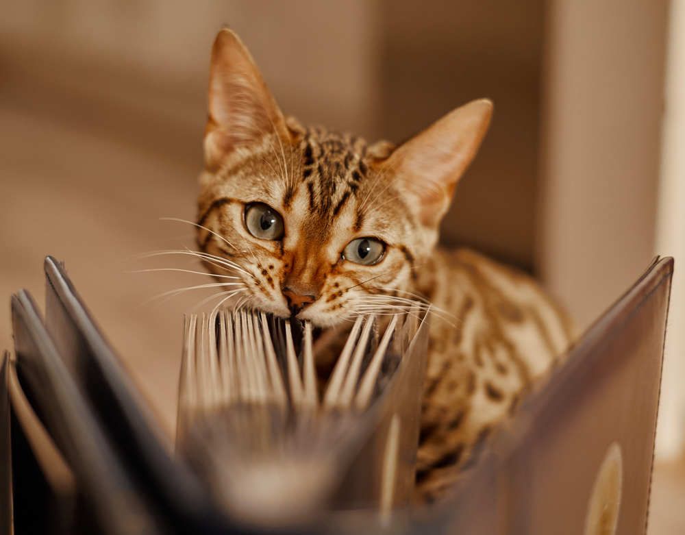 Фотография автора Ekaterina Palant