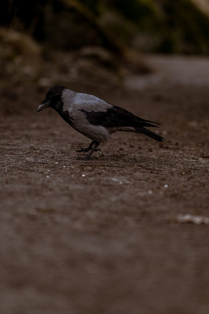 Photograph by Елизавета Шипулина