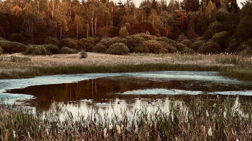 Photograph by Светлана Родионова