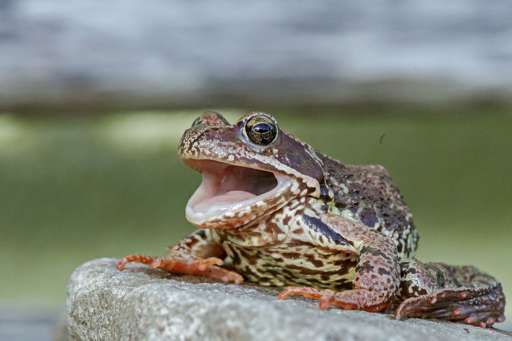 Photograph by Лена Кор