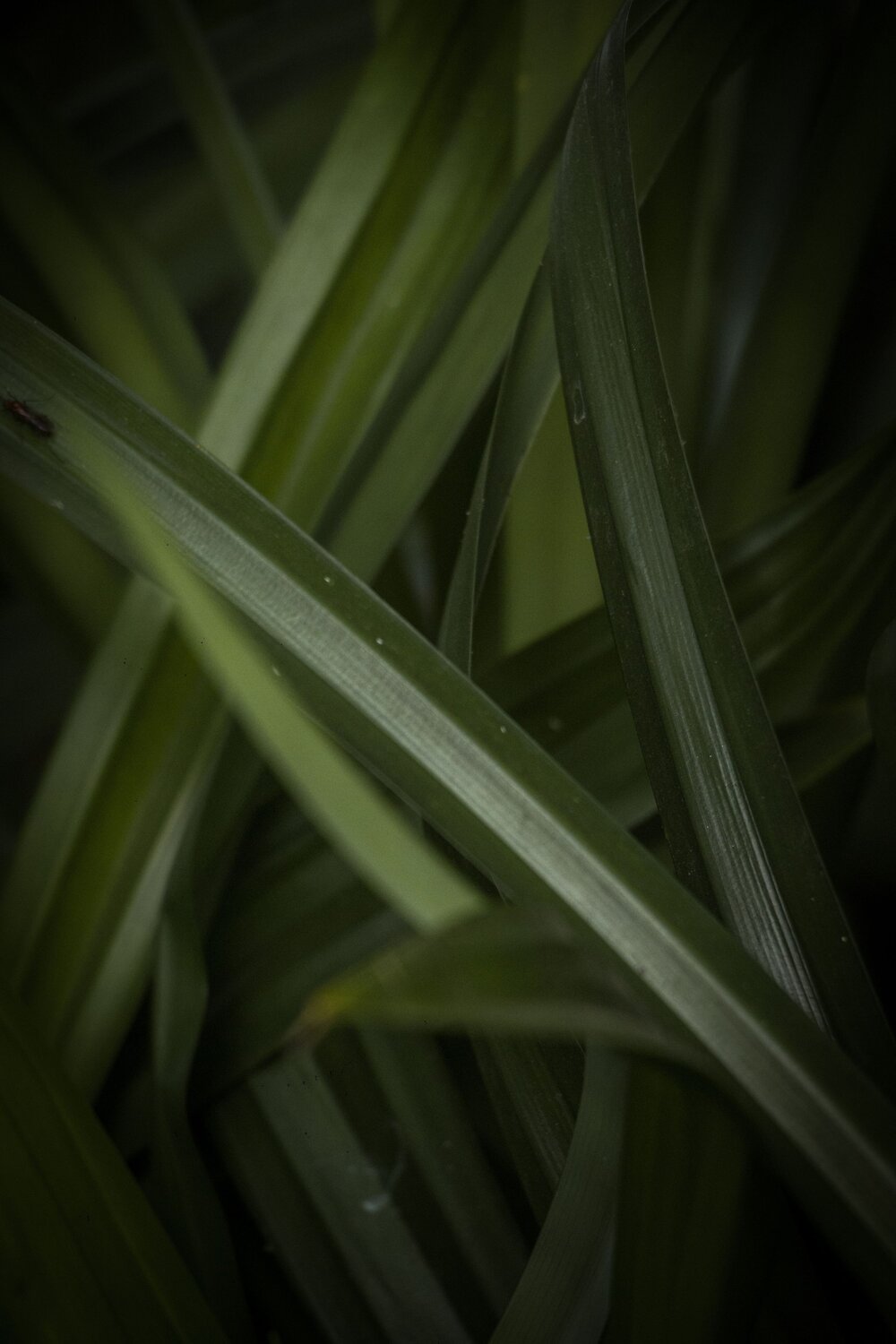 Photo #11103711