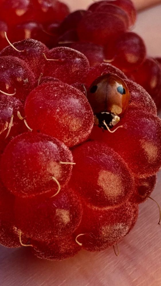 Photograph by Светлана Родионова