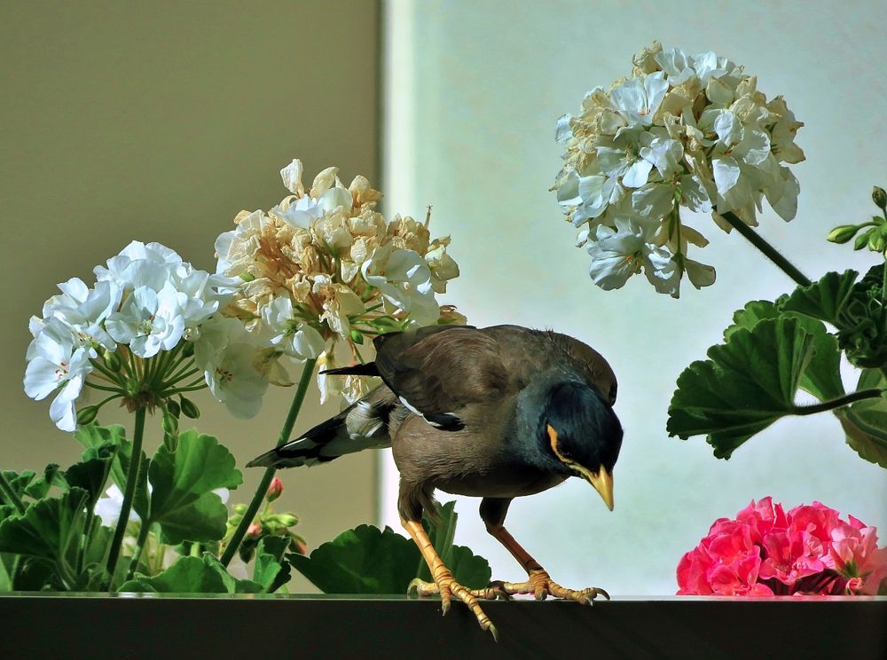 Photograph by Isabel Moreira