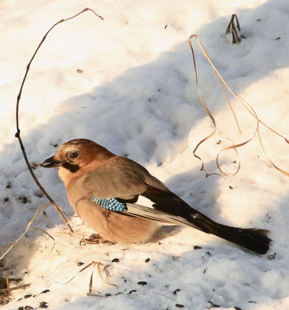 Photograph by Гуляева Светлана