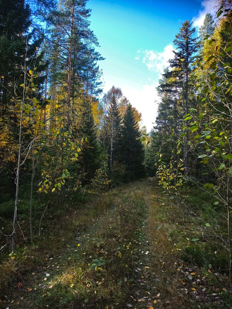 Осенний лес