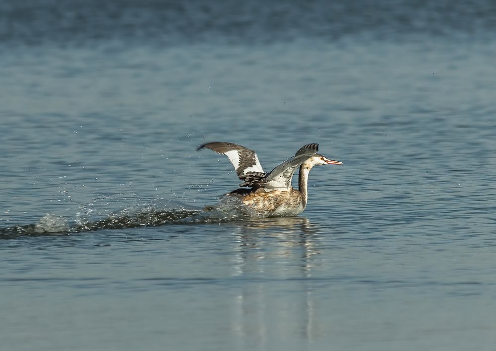 Photograph by Николай Диордиев