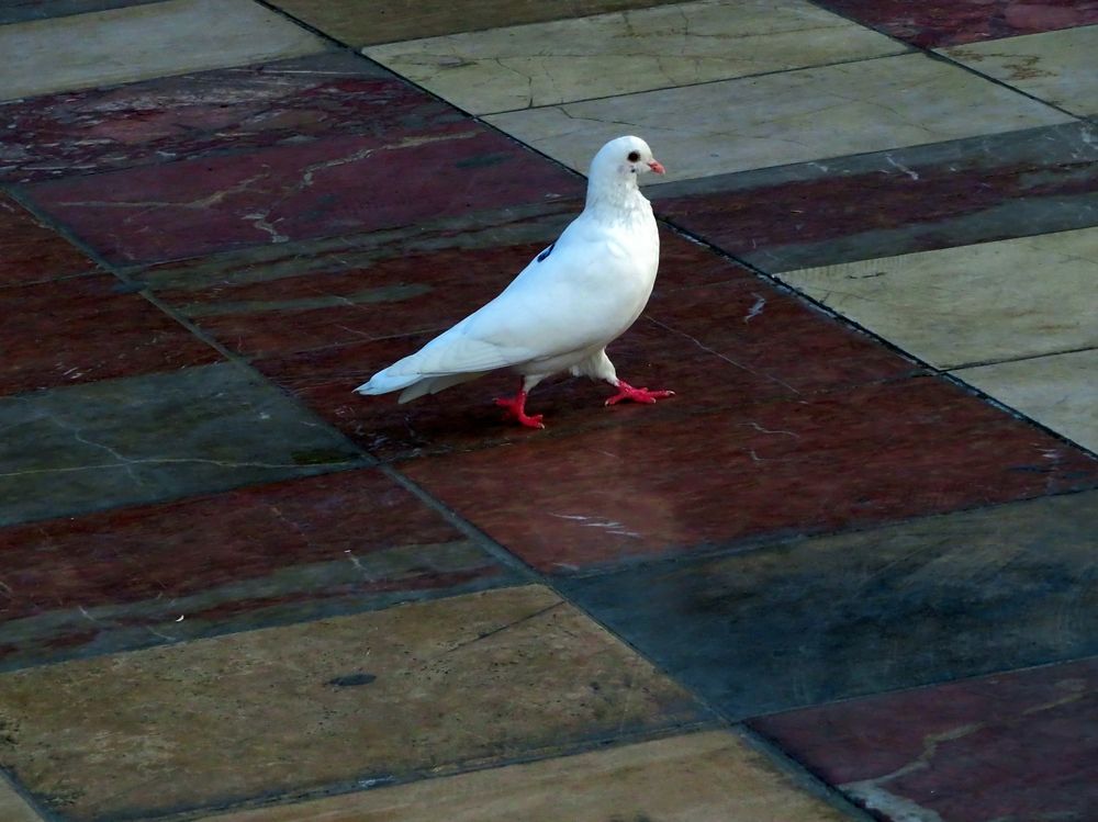 White dove