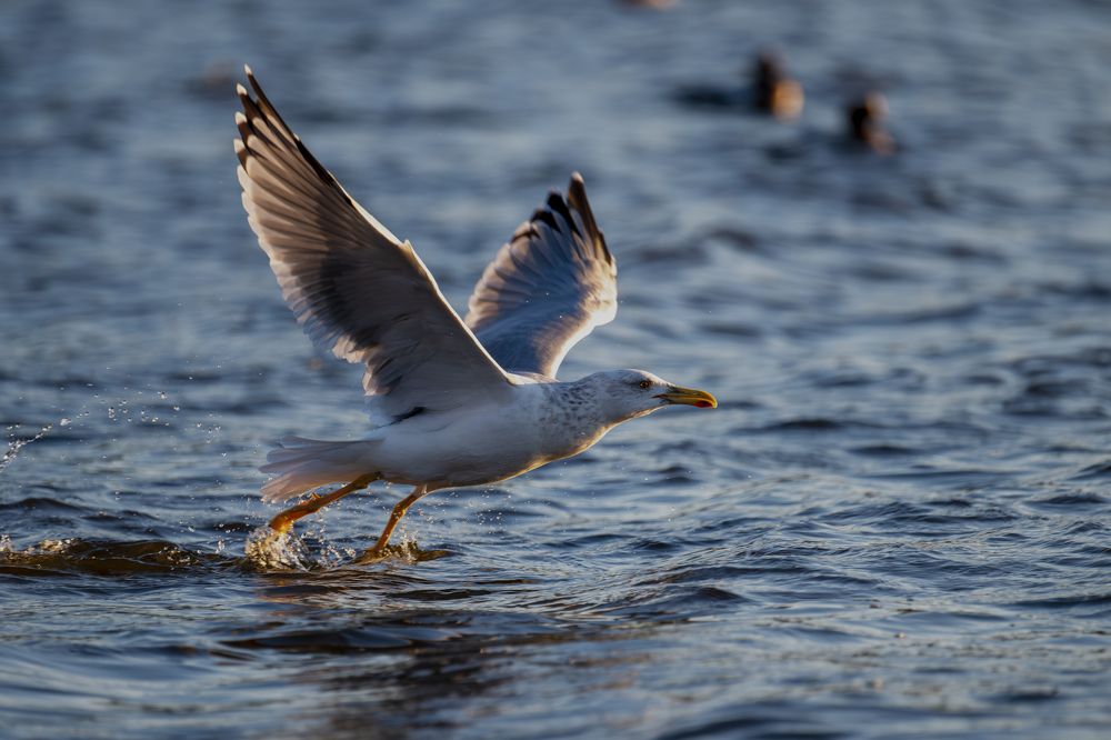 Photograph by Tsunoda