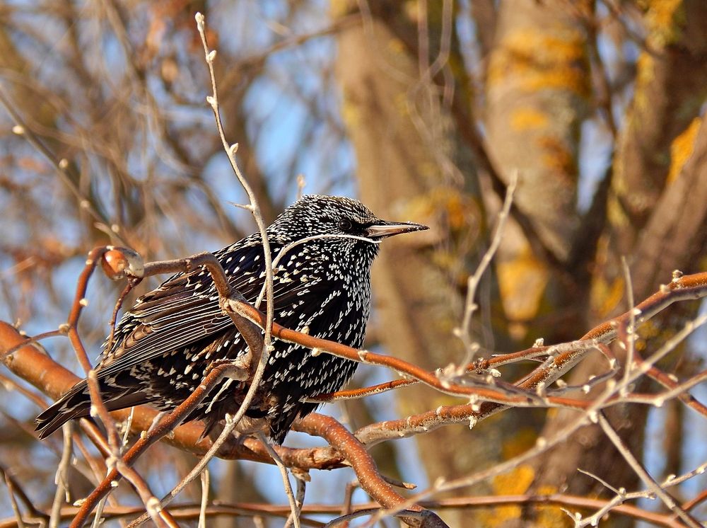 Photograph by Tanivsv