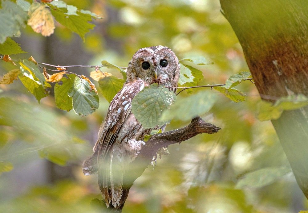 Серая неясыть