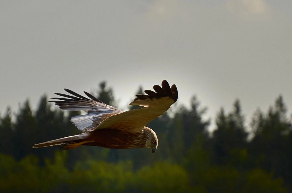 Photograph by Елена Кадаева