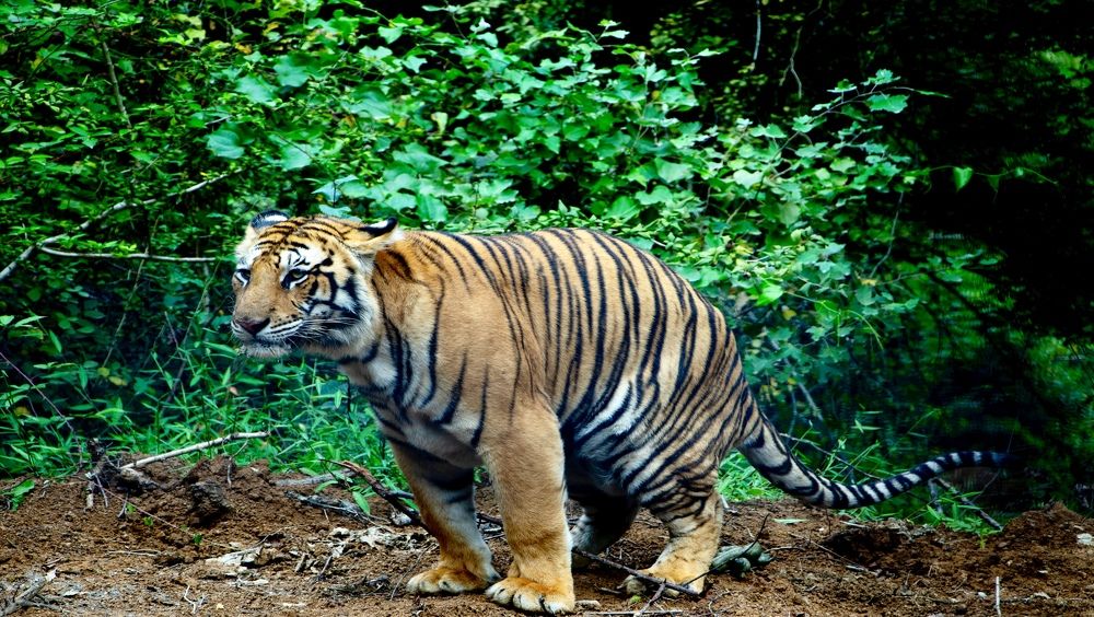 Фотография автора Seyedeh hanieh seiffard