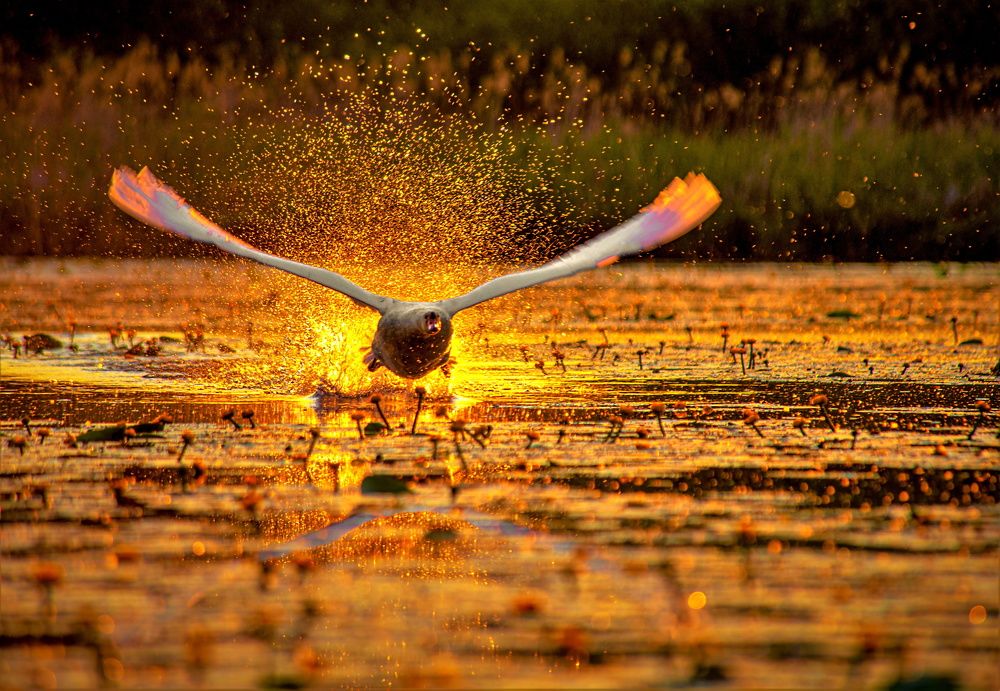 Лебедь щипун