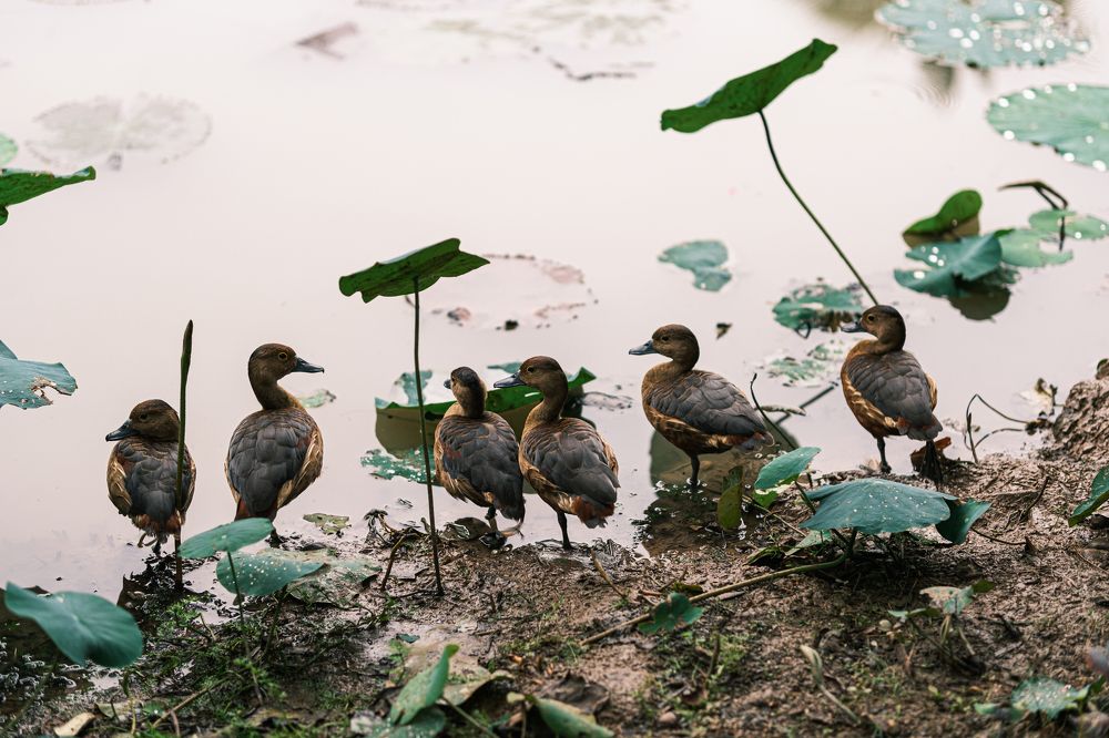 Photograph by Mian Chau